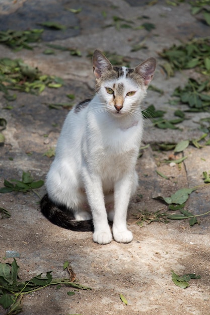 Streunende Katze wird auf der Straße gesehen