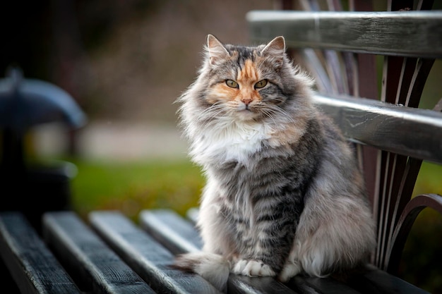 Streunende Katzen in Parks der russischen Stadt