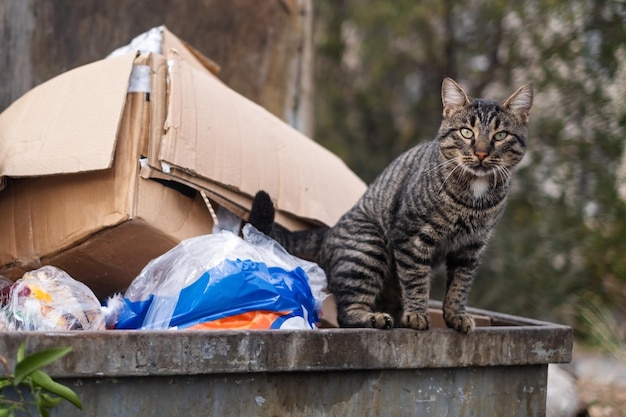 Streunende Katzen suchen in einem Müllcontainer nach Nahrung