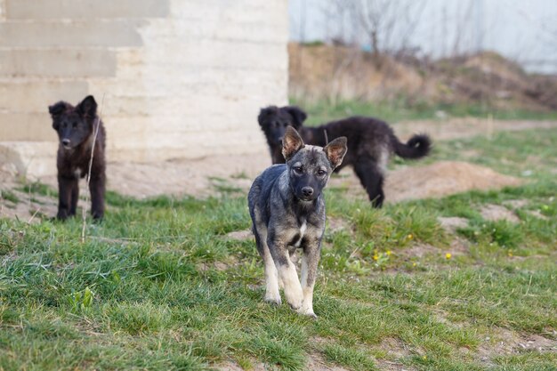 Streunende kleine Hunde auf der Straße, Tier- und Naturschutz