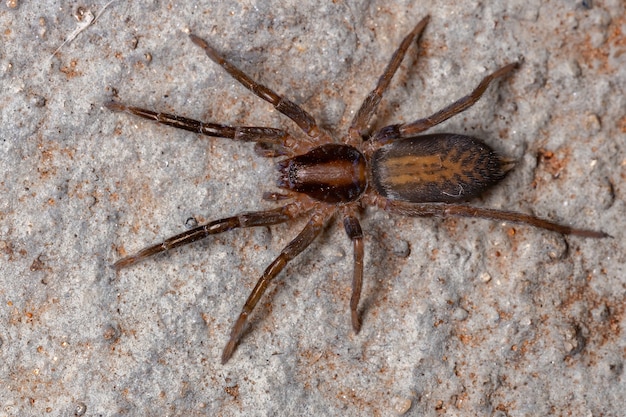 Streunende Spinne der Art Teminius insularis