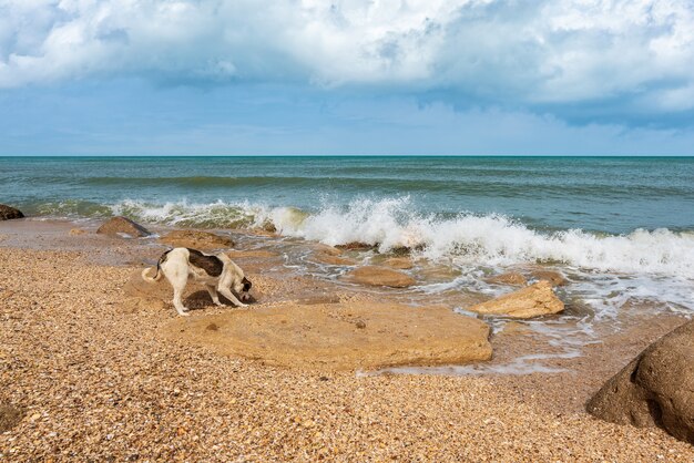 Streunender Hund am Meer