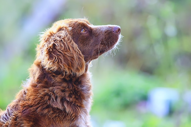 Streunender Hund auf der Straße