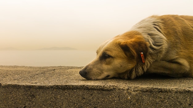 Streunender Hund, der auf der Pflasterung sitzt