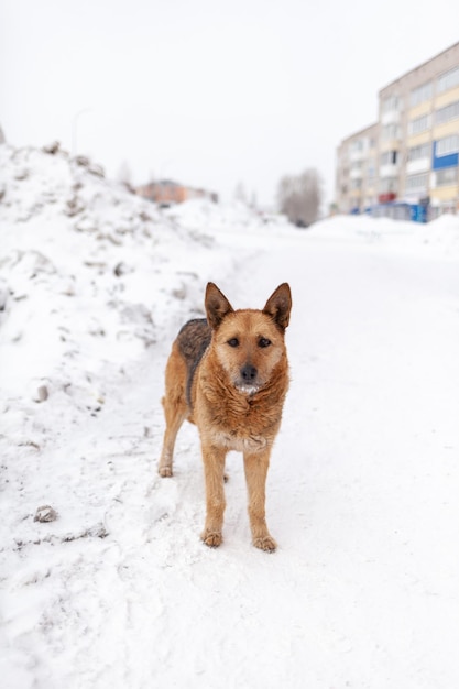 streunender hund im winterPorträt eines streunenden hundes gemischter rasse Schäfer der hund sucht herr