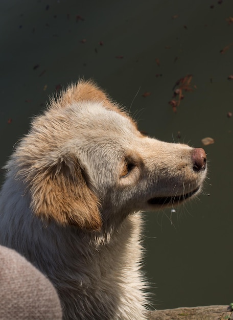 Streunender Hund ist als einsames Konzept auf der Straße