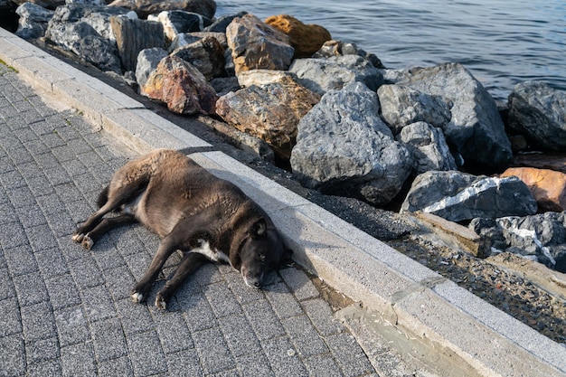 Streunender Hund liegt auf dem Boden in der Nähe des Ozeans