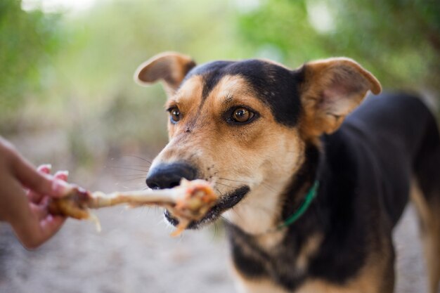 Streunender hungriger Hund