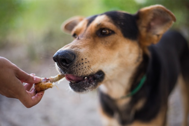 Streunender hungriger Hund