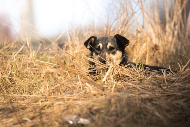 Streunender und wilder Hund auf dem Feld schöne obdachlose Tiere Hintergrundfoto