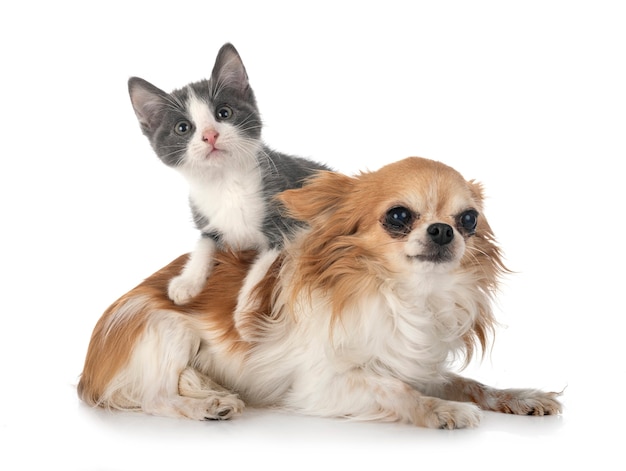 Streunendes Kätzchen und Chihuahua vor weißem Hintergrund