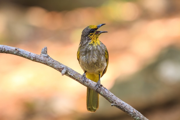 Stripe-throated Bulbul Bird, em pé em um galho na natureza