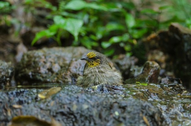 Stripe throated Bulbul em um galho