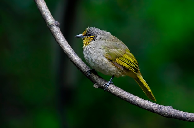 Stripe-throated bulbul pycnonotus finlaysoni belas aves da tailândia