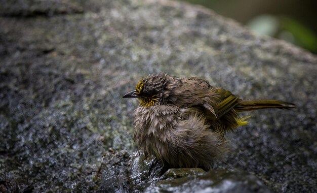 Stripethroated Bulbul Pycnonotus finlaysonixABirds of Thailand