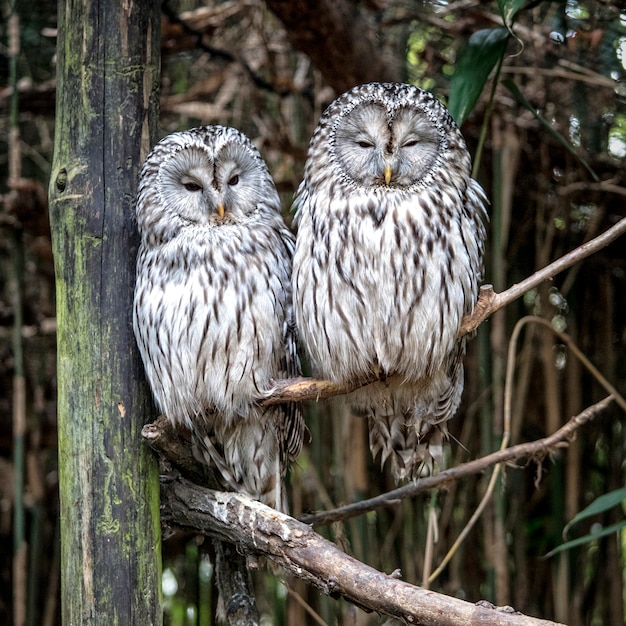 Strix aluco en arbol