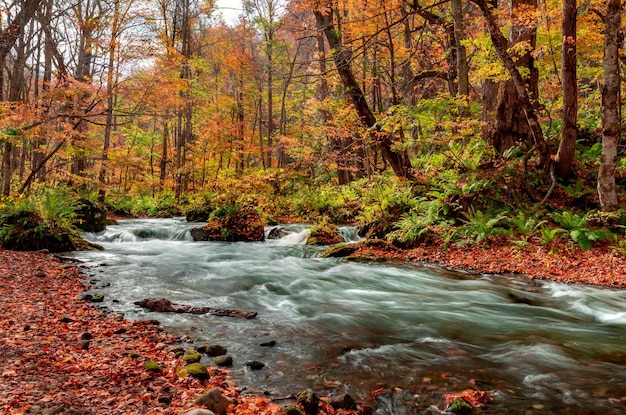 Strömung, die im Herbst im Wald fließt