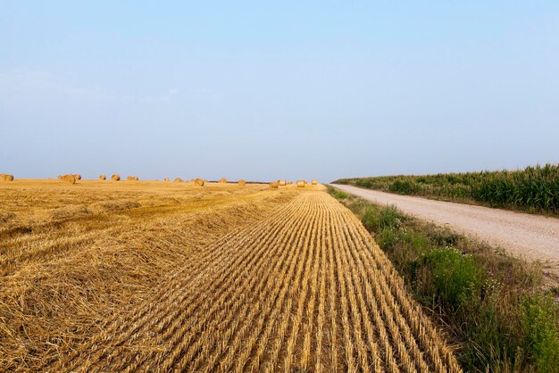 Stroh auf dem Feld