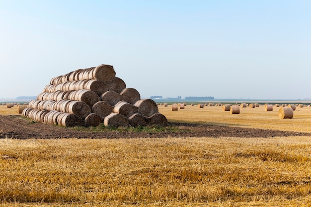 Stroh auf dem Feld