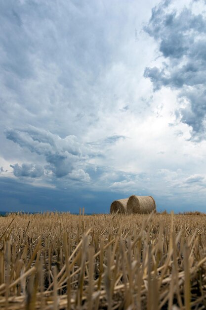 Stroh auf der Wiese. Gewitterwolken im Sommer. Getreideernte, Ernte.