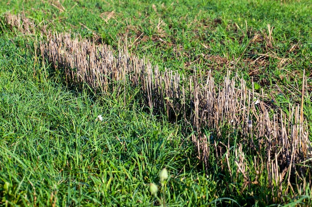 Stroh und Stoppeln, die nach der Getreideernte zurückbleiben