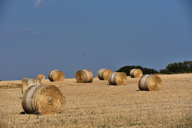 Strohbälte auf Ackerland mit blauem Himmel