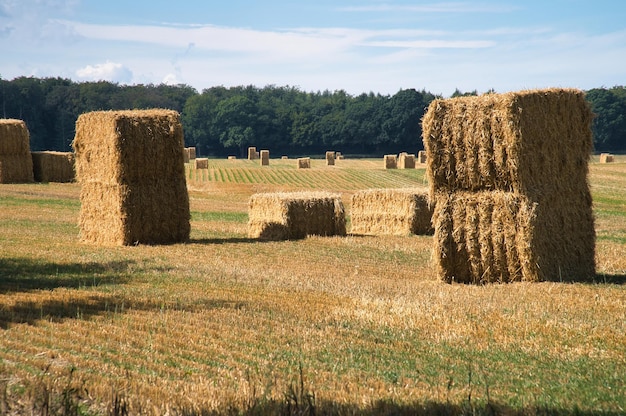 Strohballen auf einem abgeernteten Weizenfeld Nahrungsmittelversorgung Landwirtschaft zur Ernährung der Menschheit