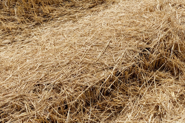 Strohdach von Körnern, Weizen, Mais, Getreide auf dem Feld, nachdem die Nahaufnahmelandwirtschaft geerntet worden ist, die Agronomie der ländlichen Wirtschaft bewirtschaftet