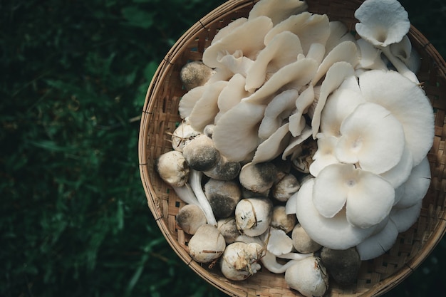 Strohpilze (Volvariella volvacea) in Thailand