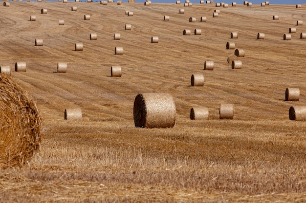 Strohstapel, die nach der Getreideernte auf dem Feld liegen