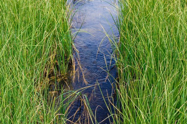 Strom von reinem Wasser in der Natur fließt zwischen hohem Gras