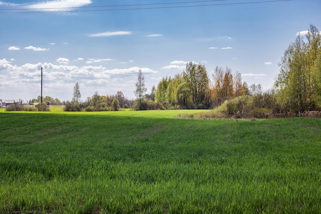 Foto strommast auf einem grünen frühlingsgebiet