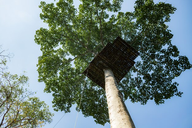 Struktur auf einem baum