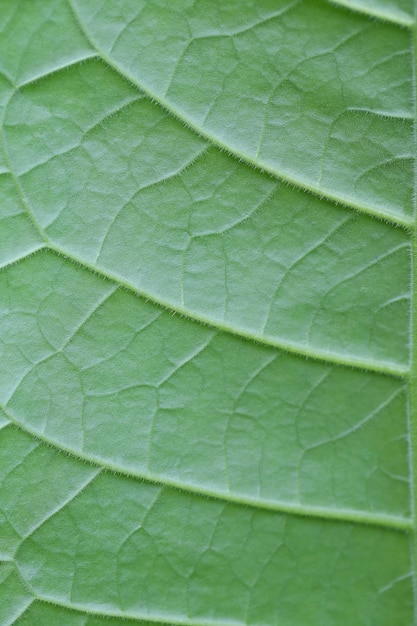 Struktur der Blätter Blattmuster Hintergrund