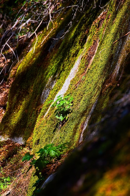 Strukturdetails der moosigen Felsoberfläche im schattigen Wald
