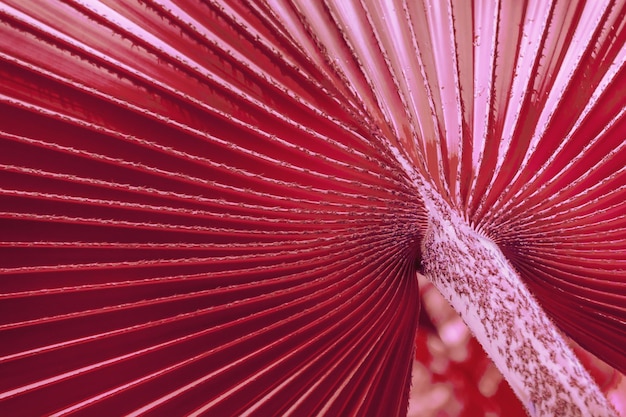 Strukturierte gestreifte Blattstreifen, die sich radial um die Mitte des Schnitts einer tropischen Palme Washingtonia filifera auffächern