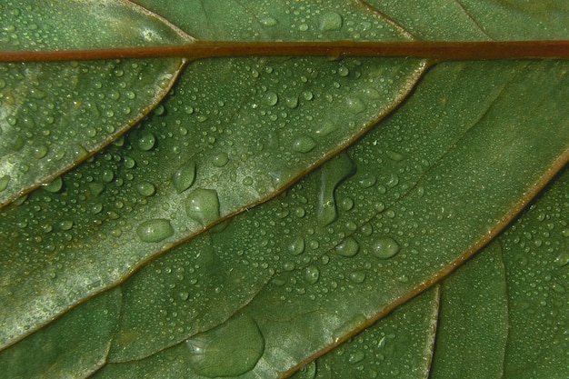 Strukturierter Hintergrund des grünen Blattes mit Wassertröpfchen