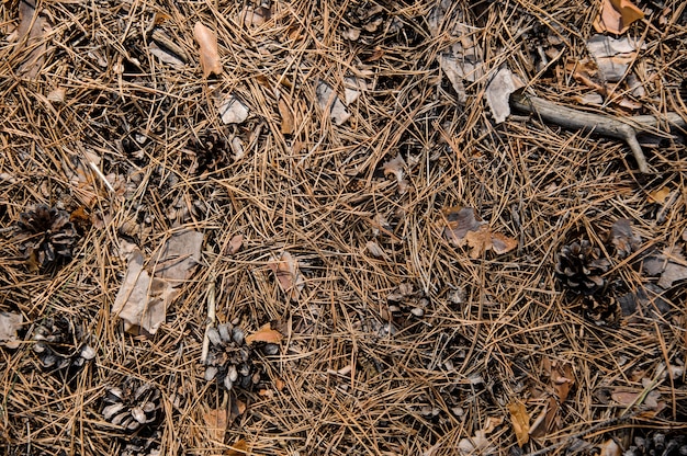 Strukturierter Hintergrund des Herbstwaldbodens