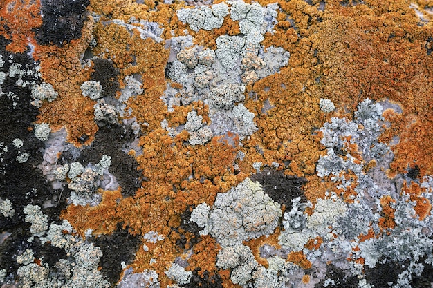 Strukturierter Stein der natürlichen Umwelt mit hellem gelbem Moos und Flechten schließen herauf Hintergrund in der Natur