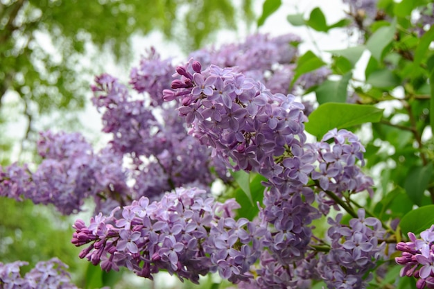 Strukturphotophon aus kleinen lila Blüten und grünen Blättern, weicher Fokus