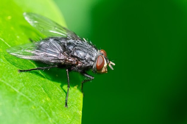 Stubenfliege Fliege Stubenfliege auf Blatt