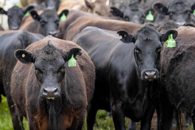 Stud Angus wagyu Murray grey Lácteos y carne Vacas y toros pastando en pasto y pastos en un campo Los animales son orgánicos y se cultivan en libertad en una granja agrícola en Australia