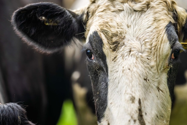 Stud Angus wagyu Murray grey Laticínios e bovinos Vacas e touros pastando na grama e pasto Os animais são orgânicos e criados ao ar livre em uma fazenda agrícola na Austrália