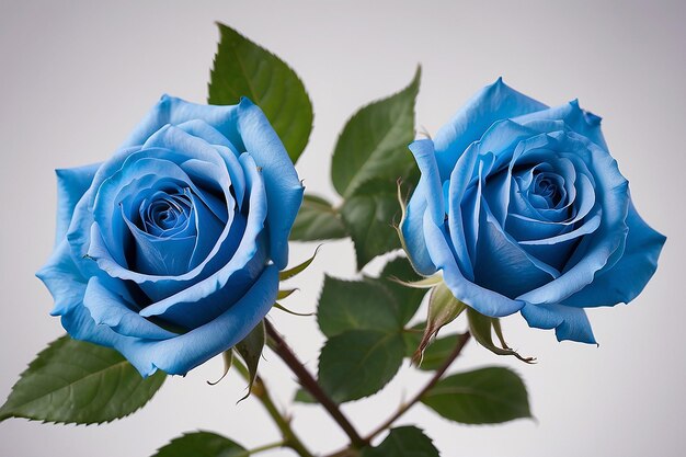 Studio-Makrobild von zwei blauen Rosen