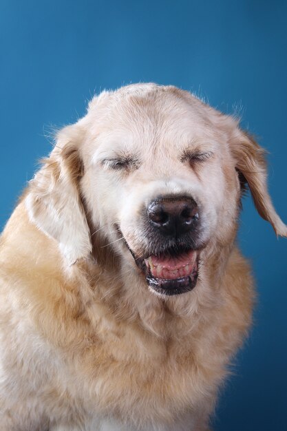 Studioaufnahme des alten Labrador Retriever-Hundes, der mit geschlossenen Augen sitzt