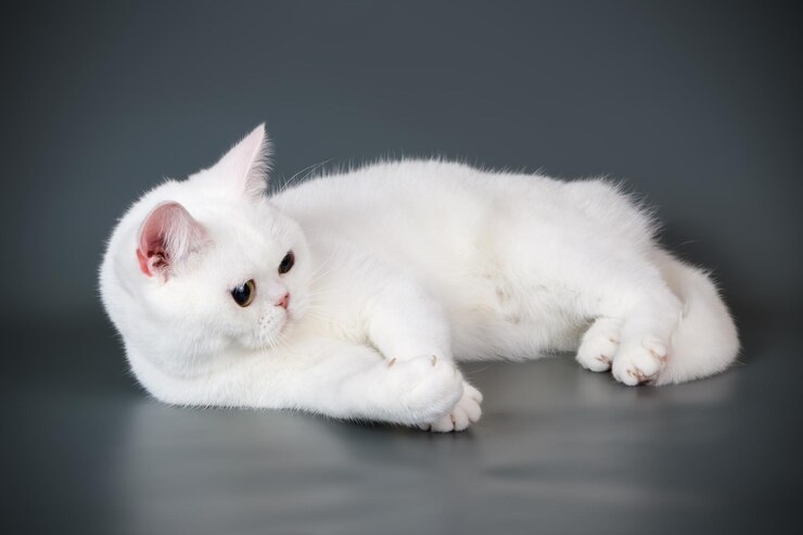 Studiofotografie einer amerikanischen Kurzhaarkatze auf farbigem Hintergrund
