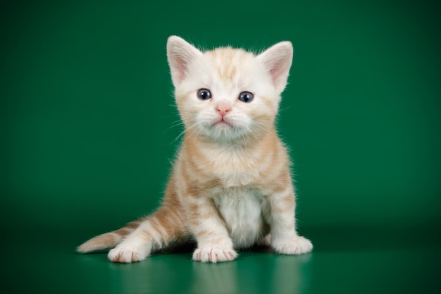 Studiofotografie einer amerikanischen Kurzhaarkatze auf farbigem Hintergrund