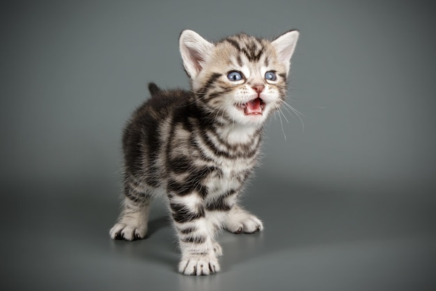 Studiofotografie einer amerikanischen Kurzhaarkatze auf farbigem Hintergrund