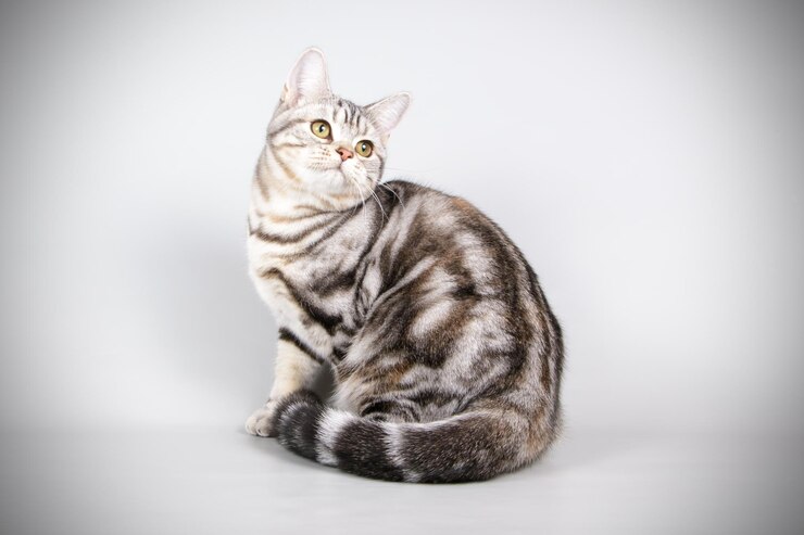 Studiofotografie einer amerikanischen Kurzhaarkatze auf farbigem Hintergrund