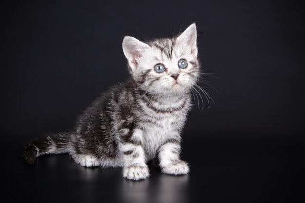 Studiofotografie einer amerikanischen Kurzhaarkatze auf farbigem Hintergrund